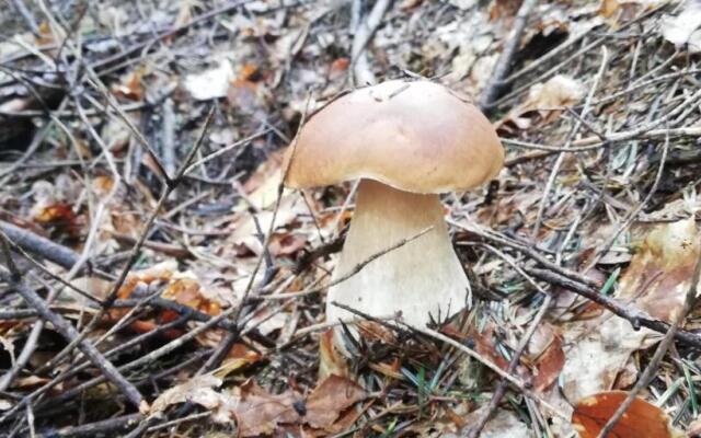 Chata drewniana Stefanówka