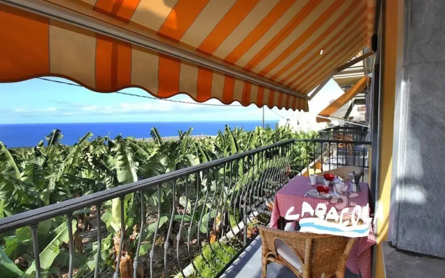 Caracol "trail Mountain La Palma" - Junto a Trébol