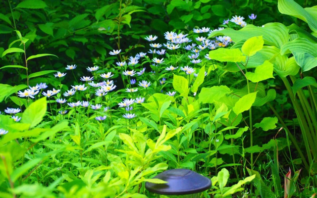 Pension Snowfall Meteor