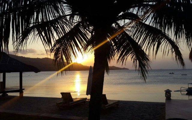 Coral Palms
