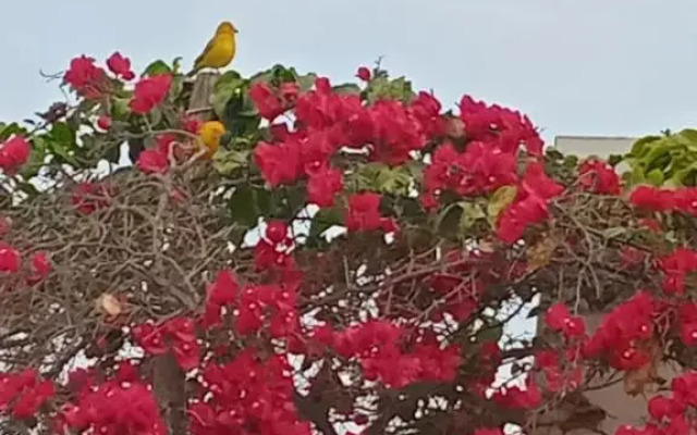 Casa Cima Chiclayo