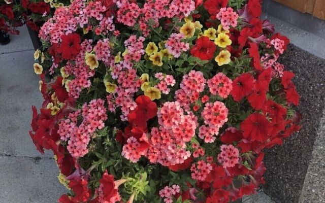 The Piccadilly Motel