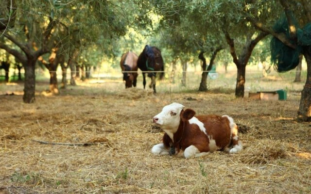 Agriturismo Il Pozzo