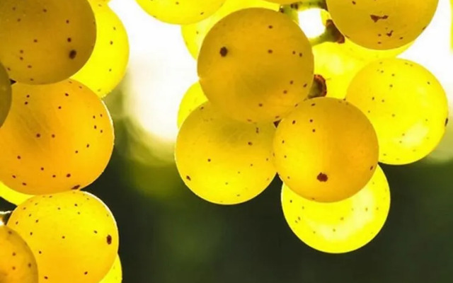 Stars Hotel - Adults Only