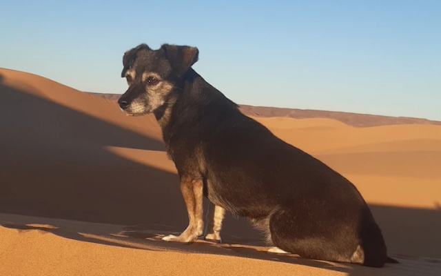 Sahara Peace camp