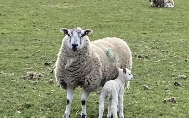 Thornsgill House B&B