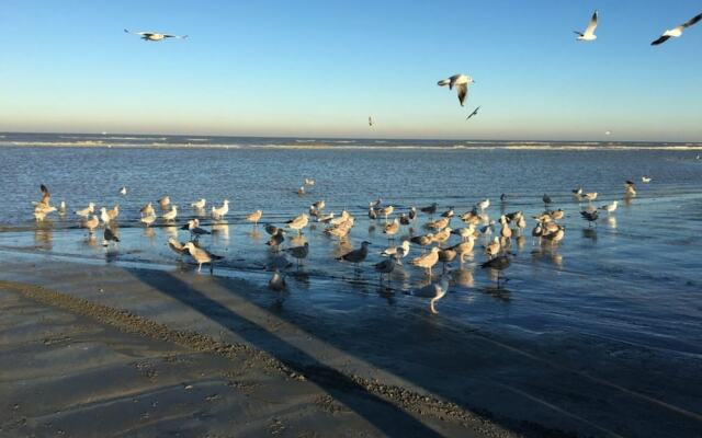 Buzz Into This Appealing Villa at the Belgian Coast