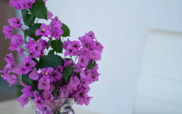 Apartment Antonietta