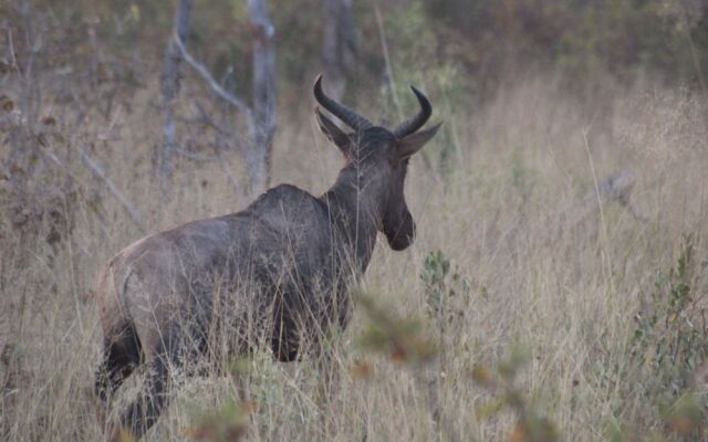 Ndhovu Safari Lodge - Campground