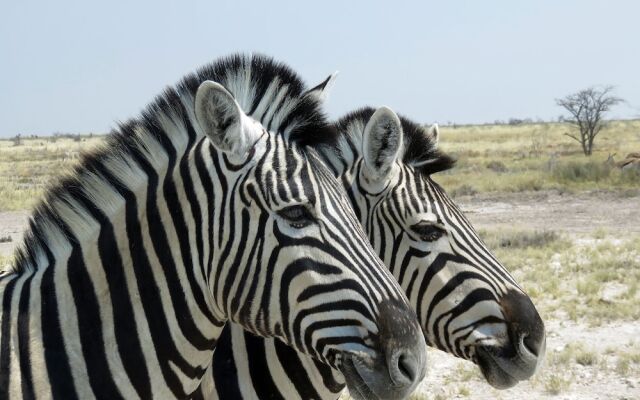 Etosha Safari Camping2Go