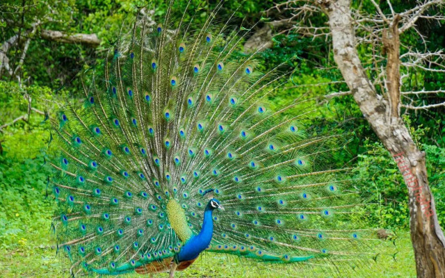 Humbhaha Jungle Nature Eco Resort