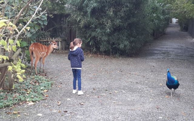 Les Hauts de Hurlevents - Le Buffalo