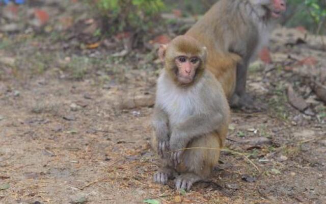 Nepal Wildlife Resort