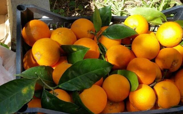 Villino L'Aranceto Sorrentino