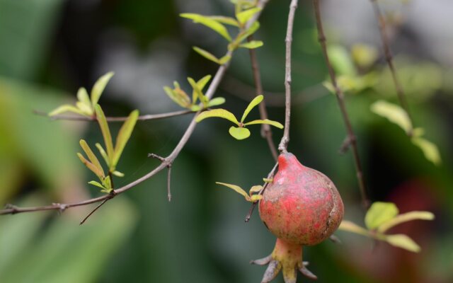 Botanic Garden Homestay