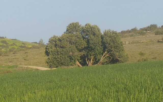 The OLive Tree