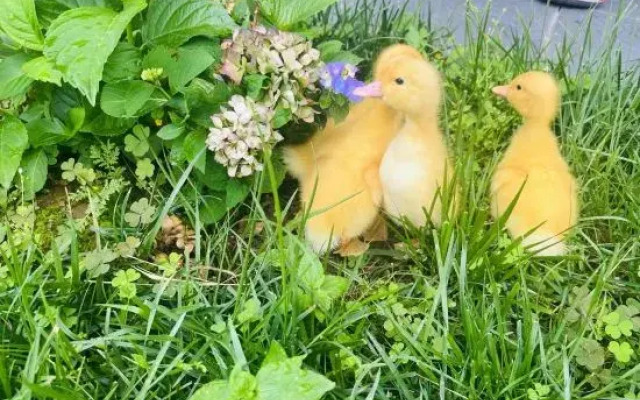 Yishan Yitian Homestay