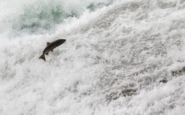 Wolfwood Guest Ranch