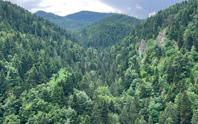 Арборо Боровец Гардънс Е 68