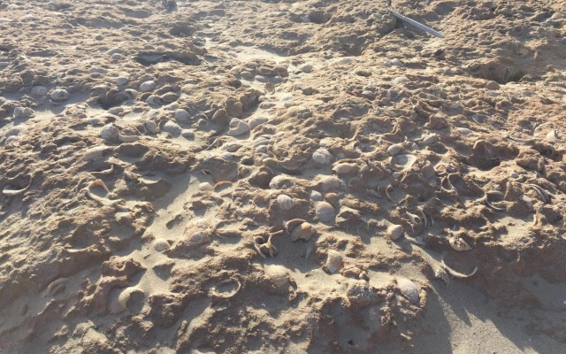 Seafront Dream Apartment