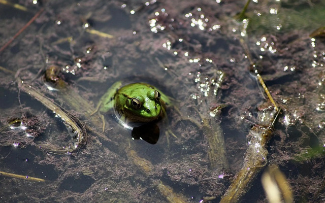 Petit Hotel Es Figueral