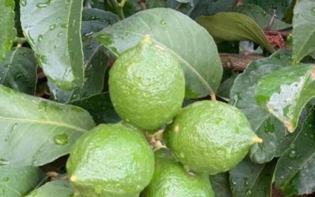 Ziggy's Mountain Retreat