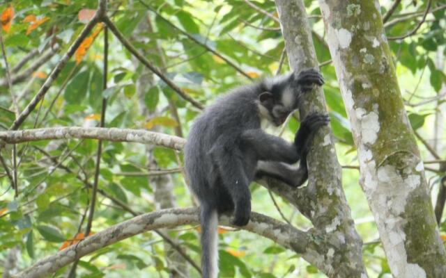 Sumatra Orangutan Discovery Villa