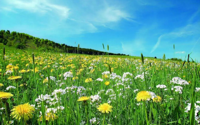 Sonnenhof Willingen