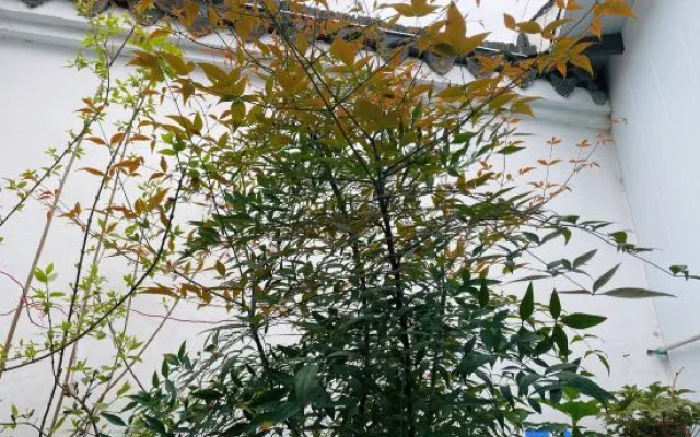 Yangzhou Wuxi Xiaoyuan