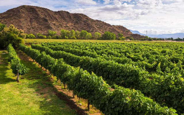 Viñas De Cafayate Wine Resort