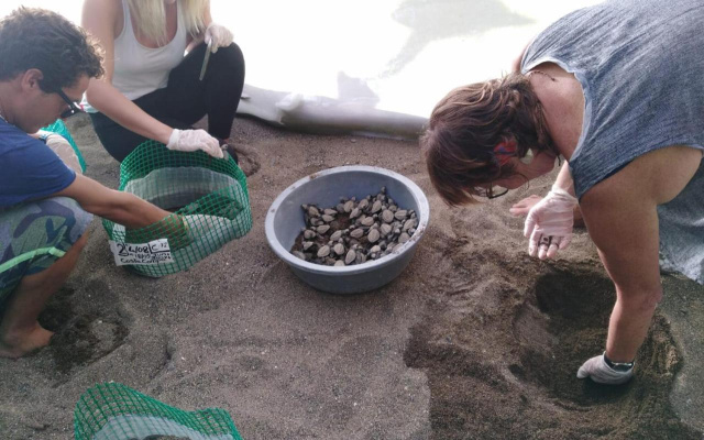 Life for Life Sea Turtle Conservation And Lodging