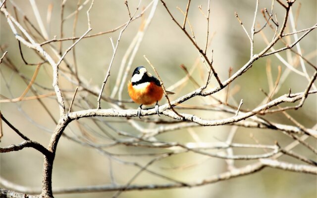 Shomarutoge Garden House
