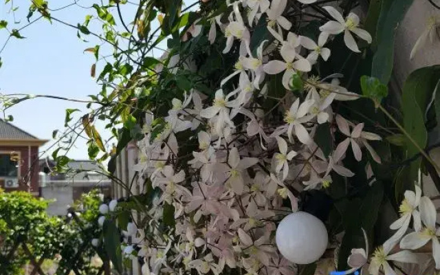Ju Bai Homestay