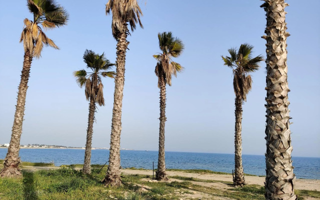 Palm garden paradise