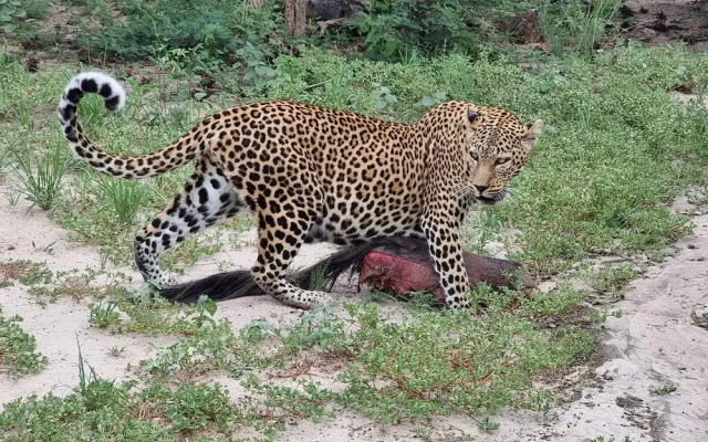 Grassland Safari Lodge