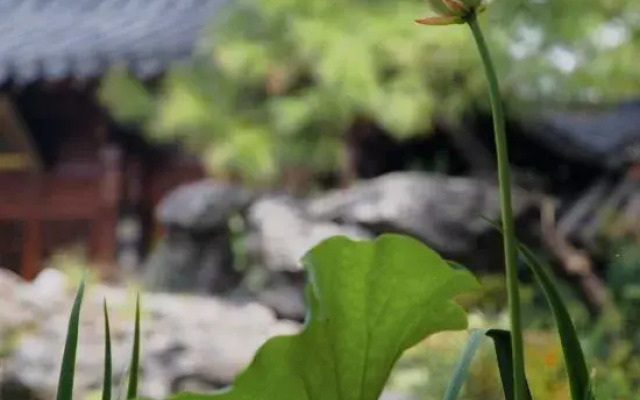 Dali  Jinyuan Inn