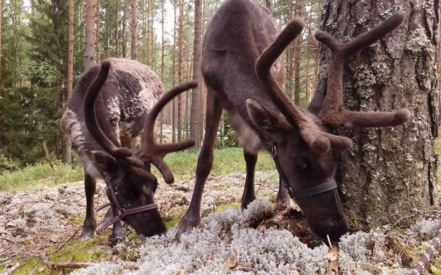 Шишки на Лампушке — Finnish Kalevala