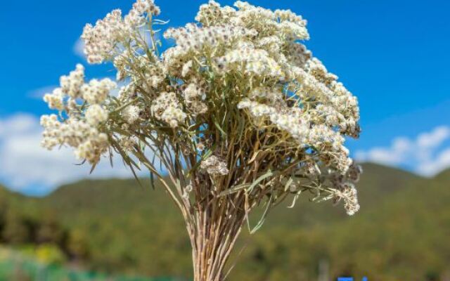 Tianye Panshan Holiday Guesthouse