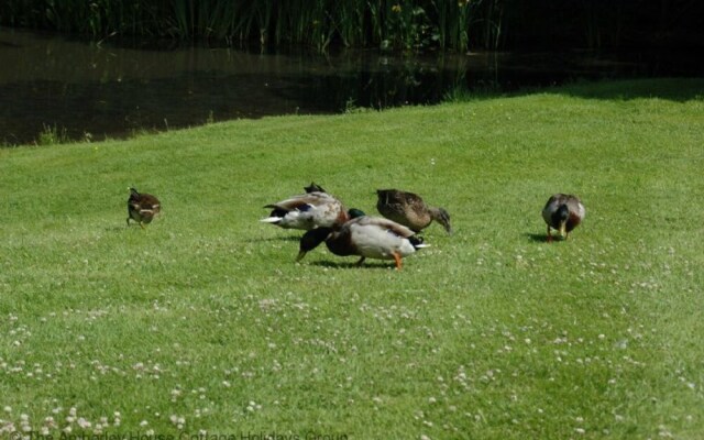 Mallards
