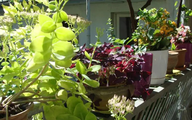 Lucky House