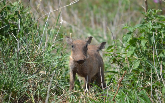 Africamps at White Elephant Safaris