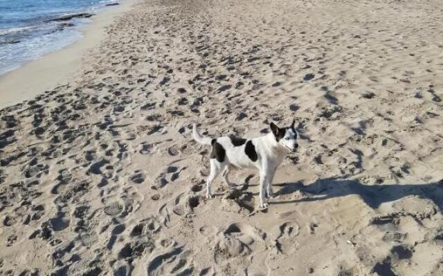 baia verde appartamento 150 m dal mare