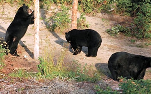 Hotel Sous la Croix 152725