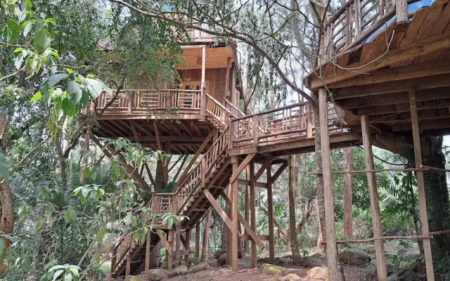 Tree House with a Pool