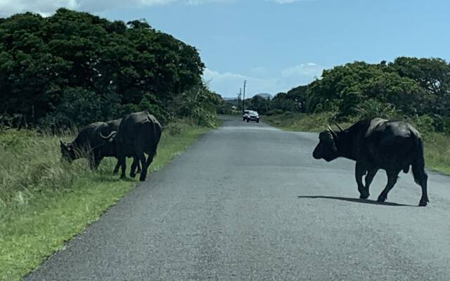 Flamingo Holiday Apartments