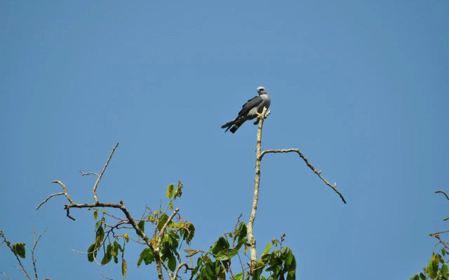 The Leatherback Lodge