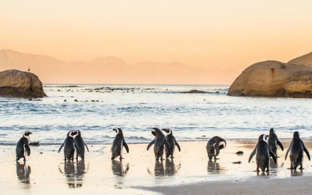 Boulders Beach Hotel, Cafe and Curio