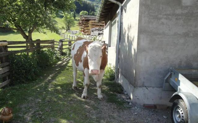 Brandebengut