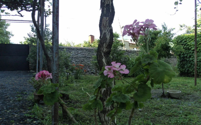 Violet guest house