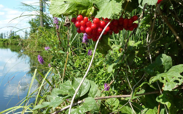 Spreewald - Pension Spreeaue